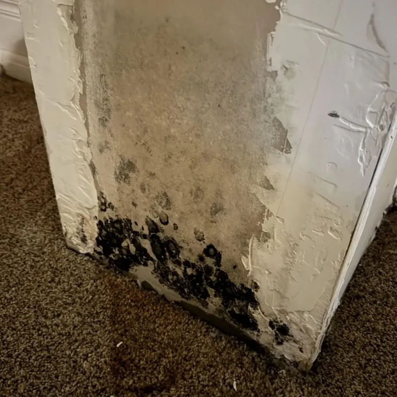 Professional Mold Removal in Addison, VT